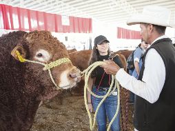 La exposición de ganado es una de las mayores atracciones para las personas que asisten a la Expo Ganadera, que concluye el 13 de noviembre. EL INFORMADOR/ C. Zepeda
