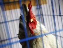 Según datos oficiales del SIAP, el Estado cuenta con 700 unidades de producción avícola y un inventario de 140 millones de aves. EFE / ARCHIVO