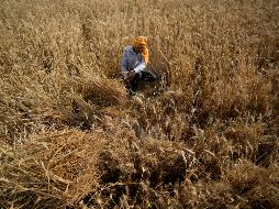 El aumento de las temperaturas también favorece la proliferación de bacterias en el agua, aseveran. AP/ARCHIVO--e5666.jpg