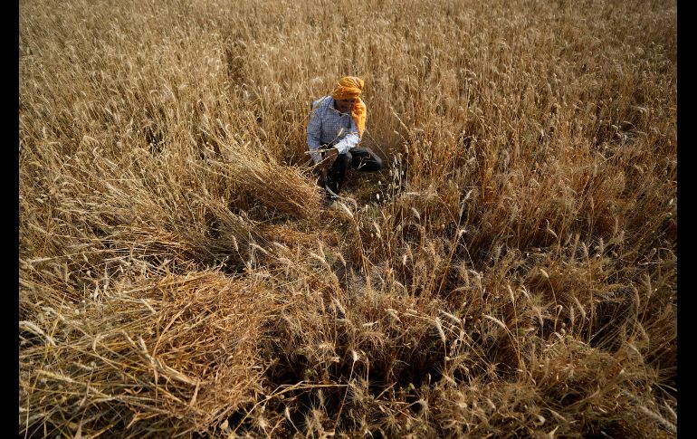 El aumento de las temperaturas también favorece la proliferación de bacterias en el agua, aseveran. AP/ARCHIVO--e5666.jpg