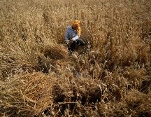 El aumento de las temperaturas también favorece la proliferación de bacterias en el agua, aseveran. AP/ARCHIVO--e5666.jpg