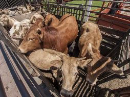 En su interior, los precios de los productos agropecuarios observaron un retroceso mensual de -0.52%, con lo que el aumento anual llegó a 14.25 por ciento. EL INFORMADOR / ARCHIVO