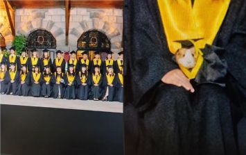 Viral en TikTok: ¡Meta lograda! Un cuyo aparece en foto de graduación con su toga y enamora las redes (VIDEO) | El Informador