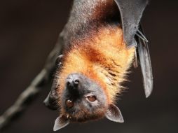 Conoce a los animales nocturnos del Zoológico y aprende a usar un telescopio mientras disfrutas de la 