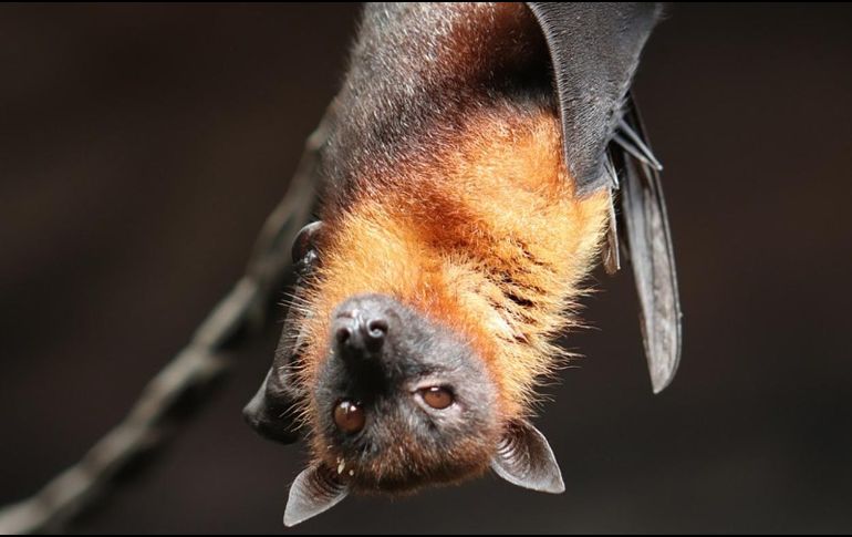 Conoce a los animales nocturnos del Zoológico y aprende a usar un telescopio mientras disfrutas de la 