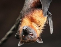 Conoce a los animales nocturnos del Zoológico y aprende a usar un telescopio mientras disfrutas de la 