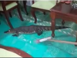 Hasta el momento, el video del curioso momento cuenta con más de 3.8 millones de reproducciones. ESPECIAL