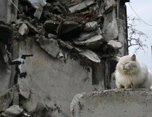 Varios murales al estilo de Banksy han aparecido en Kiev, la capital ucraniana, y sus alrededores, lo que ha llevado a los ucranianos a pensar que el artista callejero anónimo podría estar en el país. AFP / G. Savilov