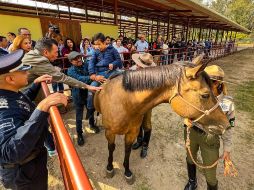 El alcalde de Guadalajara, Pablo Lemus, detalló que serán tres caballos los que se destinarán a dar las equinoterapias y dos oficiales certificados para dar estas clínicas. EL INFORMADOR/A. Navarro