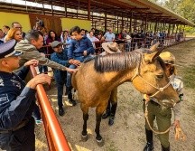 El alcalde de Guadalajara, Pablo Lemus, detalló que serán tres caballos los que se destinarán a dar las equinoterapias y dos oficiales certificados para dar estas clínicas. EL INFORMADOR/A. Navarro