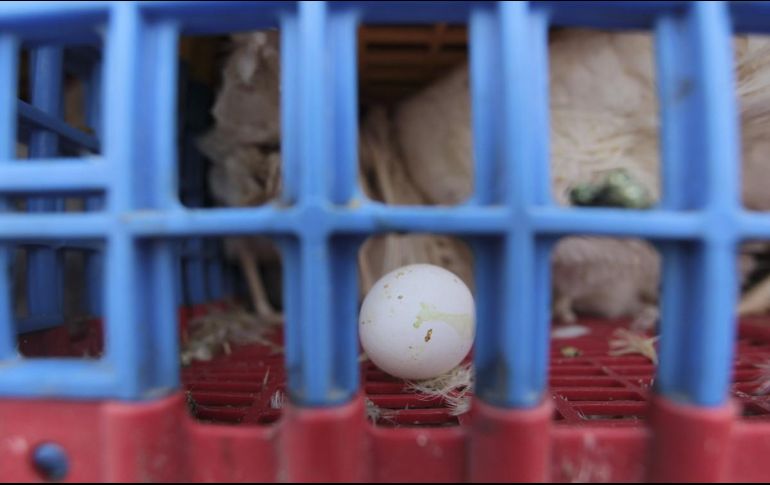 La granja productora de huevo afectada por el primer caso de gripe aviar se encuentra en San Miguel el Alto. EL INFORMADOR / ARCHIVO