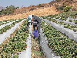 La agricultura, lejos de ser el problema para el cambio climático, puede ser la solución de este fenómeno, señala Roggero. SUN / ARCHIVO