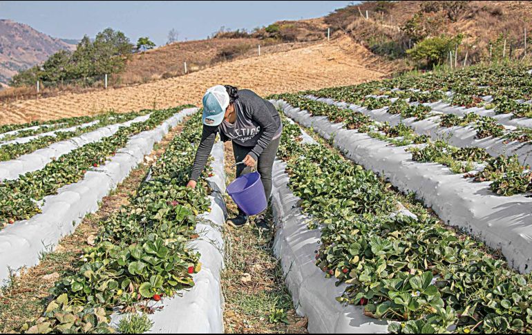 La agricultura, lejos de ser el problema para el cambio climático, puede ser la solución de este fenómeno, señala Roggero. SUN / ARCHIVO