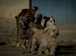 De acuerdo al Código Penal de la CDMX cualquier tipo de lesiones a animales, tendrán una sanción de 6 a dos años de prisión y multa. INFORMADOR/ARCHIVO