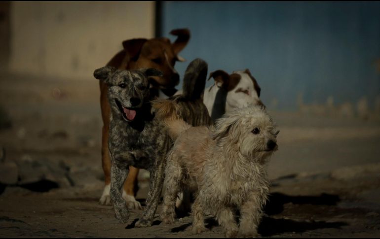 De acuerdo al Código Penal de la CDMX cualquier tipo de lesiones a animales, tendrán una sanción de 6 a dos años de prisión y multa. INFORMADOR/ARCHIVO