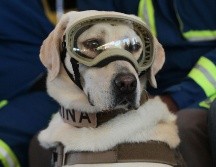 El fallecimiento de Frida habría sido a causa de padecimientos naturales por su edad. NTX/ARCHIVO