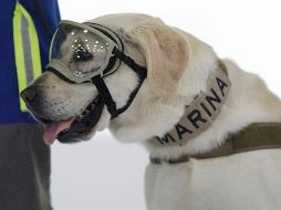 Un repaso por la labor de la perrita rescatista 