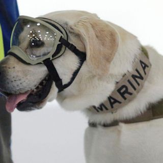 Frida: La perrita rescatista que inspiró murales, canciones y estatuas en México