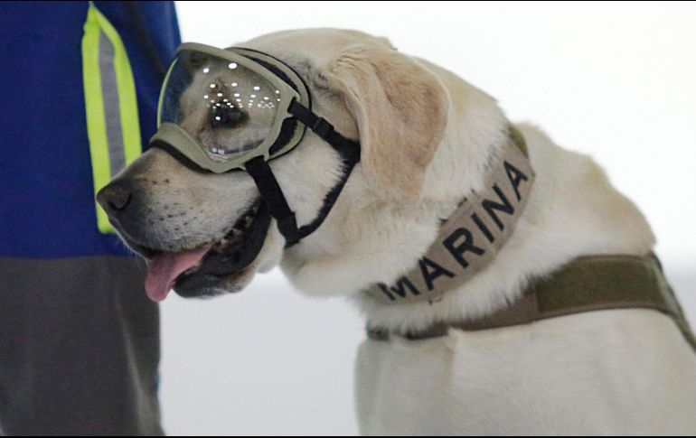 Un repaso por la labor de la perrita rescatista 