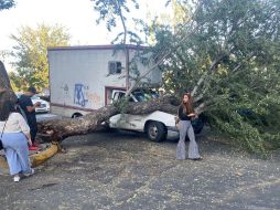 Por el tamaño del árbol fue complicado para los bomberos cortarlo, por lo que solicitaron el apoyo de Parques y Jardines. ESPECIAL