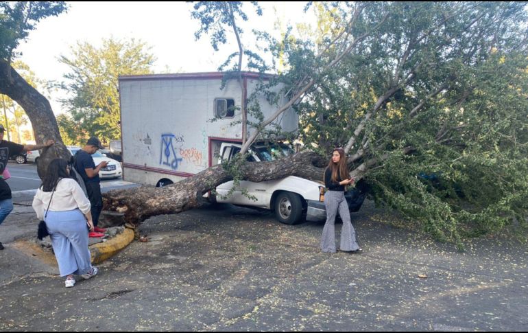 Por el tamaño del árbol fue complicado para los bomberos cortarlo, por lo que solicitaron el apoyo de Parques y Jardines. ESPECIAL