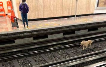 se permiten perros en el metro de dc