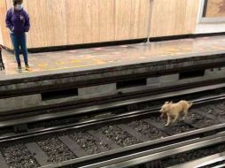 Un perro causó nerviosismo entre usuarios al sortear el paso del tren. ESPECIAL