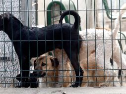 La Secretaría de Seguridad Pública de Oaxaca atendió el reporte de vecinos de San Martín Mexicapam, quienes avistaron a un perro cargando en su hocico un brazo humano. EL INFORMADOR/ ARCHIVO