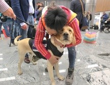 Toby trabaja de las ocho de la mañana a las ocho de la noche buscando acercarse a los pasajeros para que lo acaricien. EL INFORMADOR / A. Camacho