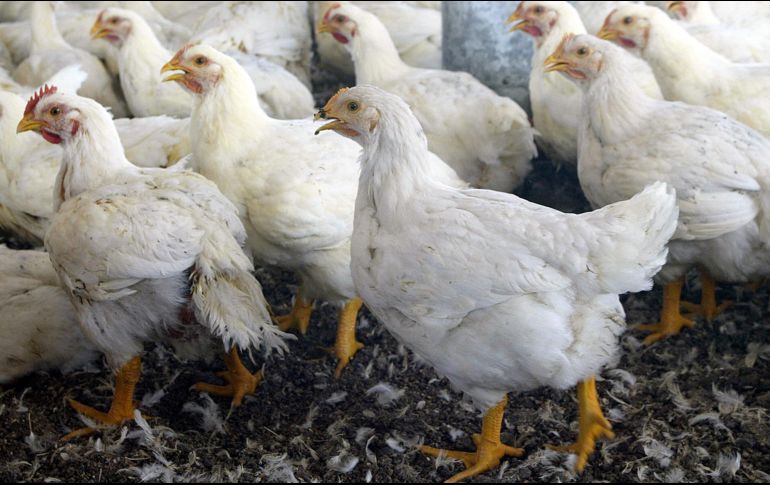 López Obrador recuerda que en caso de que si escaseara el alimento está en marcha ya el plan de apertura para poder importar de cualquier parte del mundo. EL INFORMADOR / ARCHIVO