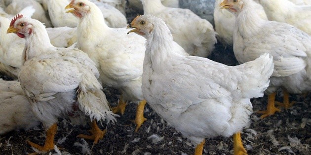 Brotes de influenza aviar no ponen en riesgo vida de personas: López Obrador