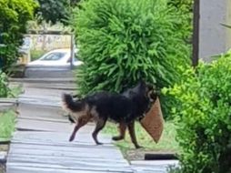 Un vecino logró captar al lomito con un tapete en el hocico. ESPECIAL