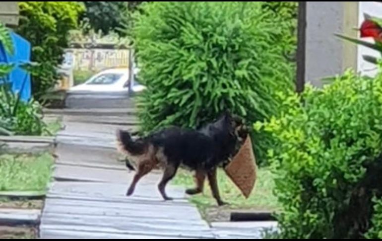 Un vecino logró captar al lomito con un tapete en el hocico. ESPECIAL