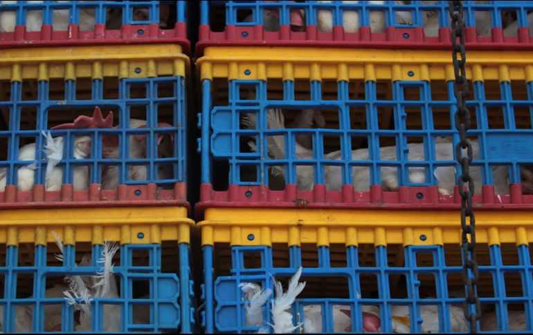 Se exhorta a no bajar la guardia, estableciendo las medidas mínimas de bioseguridad en las unidades de producción avícola. EL INFORMADOR/ARCHIVO