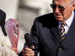 JOE BIDEN. Desde hace 75 años, el presidente de EU perdona a algún ave de esta especie que protagoniza el plato principal de las festividades de Acción de Gracias. AP / A. Harnik