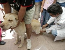 Todas las campañas de salud animal se implementan de forma gratuita. NTX/ARCHIVO