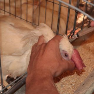 Inicia vacunación de aves contra la gripe AH5N1 en Jalisco