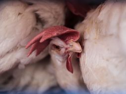 Exhortan a las y los productores avícolas a seguir con la aplicación rigurosa de las medidas de bioseguridad y reportar cualquier sospecha de influenza. EL INFORMADOR / ARCHIVO