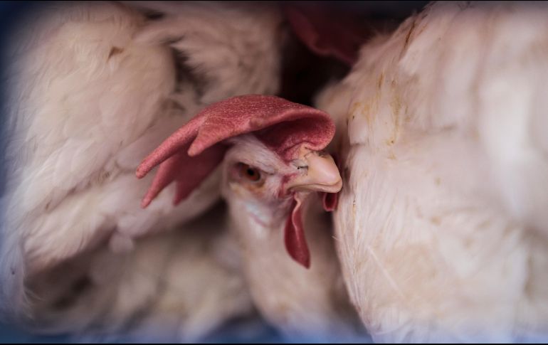 Exhortan a las y los productores avícolas a seguir con la aplicación rigurosa de las medidas de bioseguridad y reportar cualquier sospecha de influenza. EL INFORMADOR / ARCHIVO