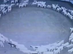 Las imágenes que han logrado capturar las cámaras de seguridad en la granja ya han sido difundidas en Twitter por el diario oficial People’s Daily China, y en las cuales se puede observar al grupo de ovejas caminando en círculos. TWITTER/ @PDChina