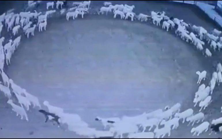 Las imágenes que han logrado capturar las cámaras de seguridad en la granja ya han sido difundidas en Twitter por el diario oficial People’s Daily China, y en las cuales se puede observar al grupo de ovejas caminando en círculos. TWITTER/ @PDChina