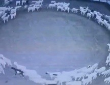 Las imágenes que han logrado capturar las cámaras de seguridad en la granja ya han sido difundidas en Twitter por el diario oficial People’s Daily China, y en las cuales se puede observar al grupo de ovejas caminando en círculos. TWITTER/ @PDChina