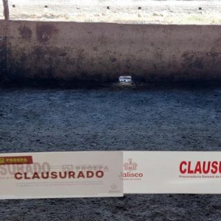 La Proepa clausura granja de puercos en Tepatitlán por esta razón