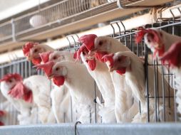 La producción de pollo y huevo hasta el momento no ha sufrido afectaciones por los brotes de la gripe aviar AH5N1. Especial