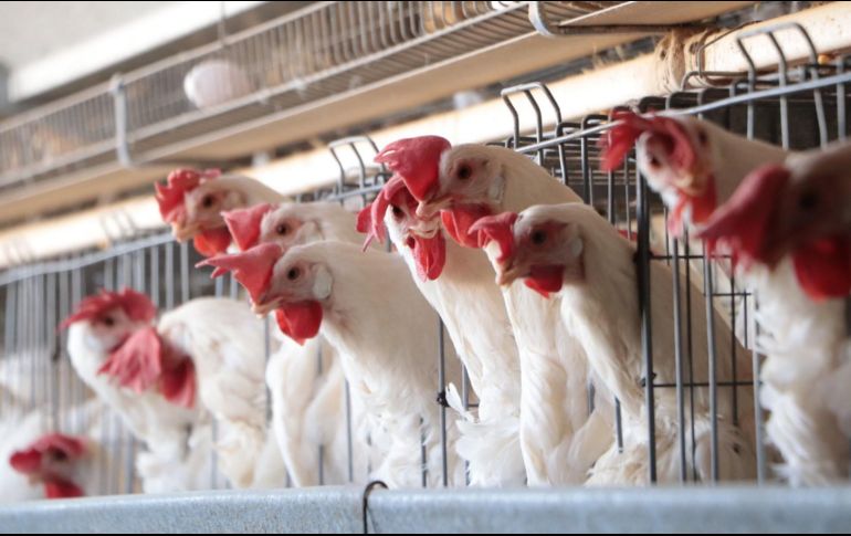 La producción de pollo y huevo hasta el momento no ha sufrido afectaciones por los brotes de la gripe aviar AH5N1. Especial