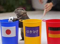 En el partido entre Alemania y Japón, la nutria se decidió por los últimos. TWITER/@Sankei_news