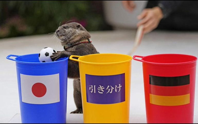 En el partido entre Alemania y Japón, la nutria se decidió por los últimos. TWITER/@Sankei_news