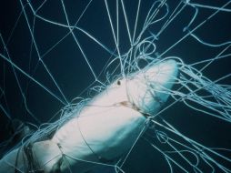 El tráfico de aletas de tiburón mueve aproximadamente 500 millones de dólares anuales. AP / ARCHIVO