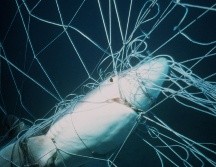 El tráfico de aletas de tiburón mueve aproximadamente 500 millones de dólares anuales. AP / ARCHIVO