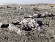 Autoridades sanitarias confirmaron tres casos de influenza aviar H5N1 muy contagiosa en pelícanos. AFP/C. Mandujano